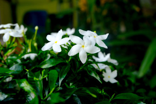 Asian Star Jasmine – Groundcover for Borders and Slopes for Southern California Landscapes