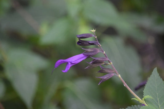 Autumn Sage Mirage Deep Purple – Border Plant For Southern California Landscapes