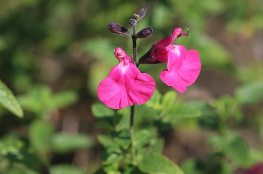 Autumn Sage Mirage Pink – Border & Accent Plant for Southern California Landscapes
