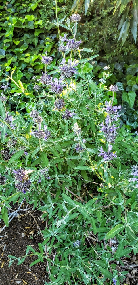 Bee Bliss Sage – Pollinator Border & Garden Bed Plant for Southern California Landscapes