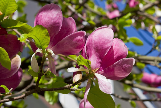 Black Tulip Magnolia – Compact Accent Tree with Showy Purple Blooms for Southern California Landscapes