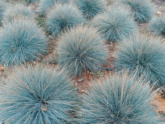 Blue Fescue – Border, Rock Garden and Container Accent for Southern California Landscapes