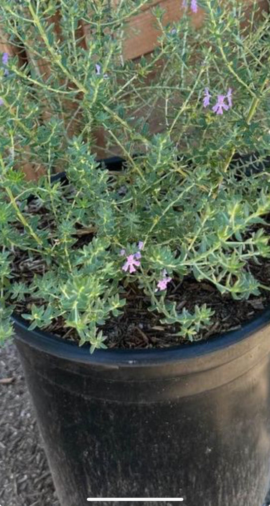 Blue Gem Coast Rosemary – Coastal Hedge Plant for Southern California Landscapes
