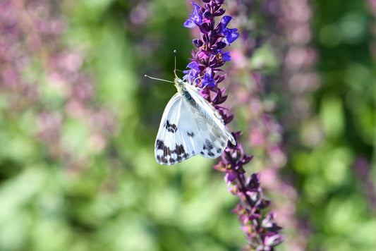 Celestial Blue Sage – Drought-Tolerant Plant for Southern California Landscapes