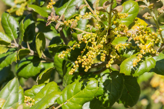 Coast Live Oak Tree – Native Evergreen Shade Tree for Southern California Landscapes