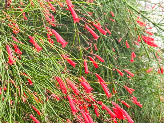 Coral Fountain – Drought-Tolerant Border Shrub for Southern California Landscapes