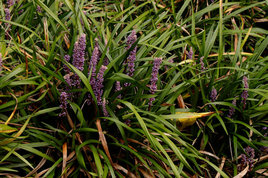 Creeping Lily Turf – Groundcover for Borders & Pathways Southern California Landscapes