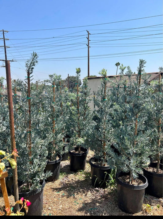 Crystal Blue Fern Pine – Elegant Privacy Hedge Plant for Southern California Landscapes