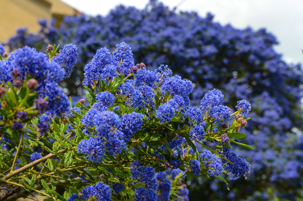 Dark Star Ceanothus 5 Gallon | SoCal Plants – SoCalPlant