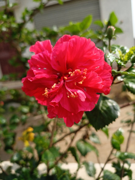 Double Red Hibiscus - Border and Entryway Plant for Southern California Landscapes