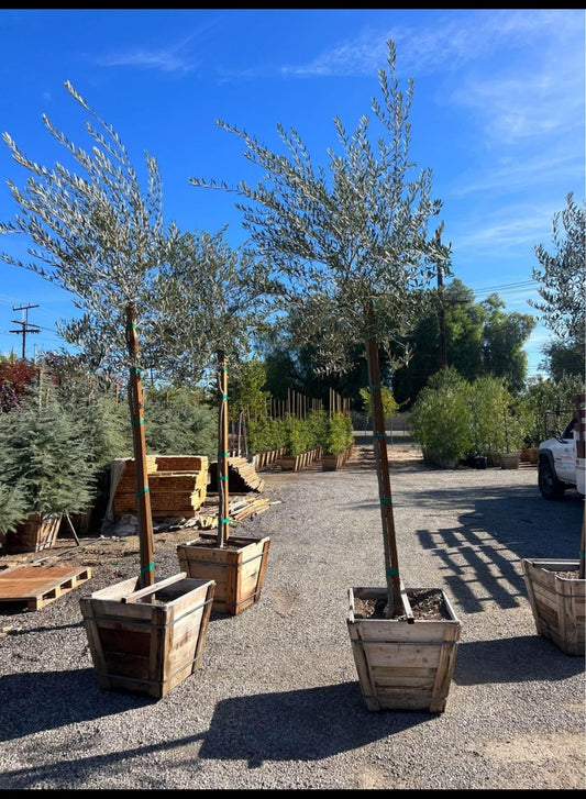 Fruitless Olive Tree – Drought-Tolerant Landscape Tree for Southern California Landscapes
