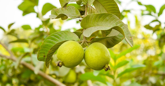 China White Guava Tree - Edible Year-Round Fruit for Southern California Landscapes