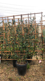 Star Jasmine – Privacy Screen Vine with Fragrant Blooms for Southern California Landscapes