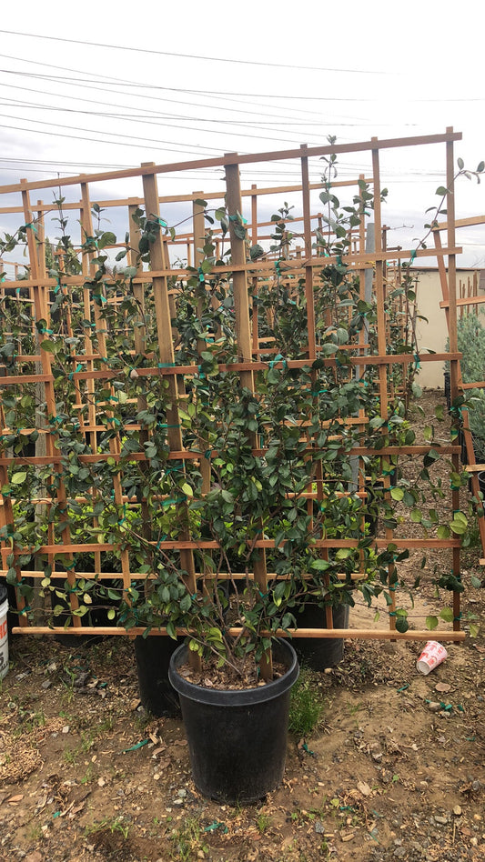 Star Jasmine – Privacy Screen Vine with Fragrant Blooms for Southern California Landscapes