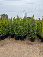 Indian Laurel Ficus Nitida Hedge – Privacy Hedge for Southern California Landscapes