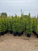 Indian Laurel Ficus Nitida Hedge – Privacy Hedge for Southern California Landscapes