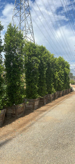 Indian Laurel Ficus Nitida Hedge – Privacy Hedge for Southern California Landscapes