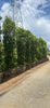 Indian Laurel Ficus Nitida Hedge – Privacy Hedge for Southern California Landscapes