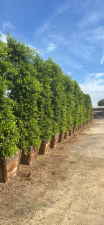 Indian Laurel Ficus Nitida Hedge – Privacy Hedge for Southern California Landscapes