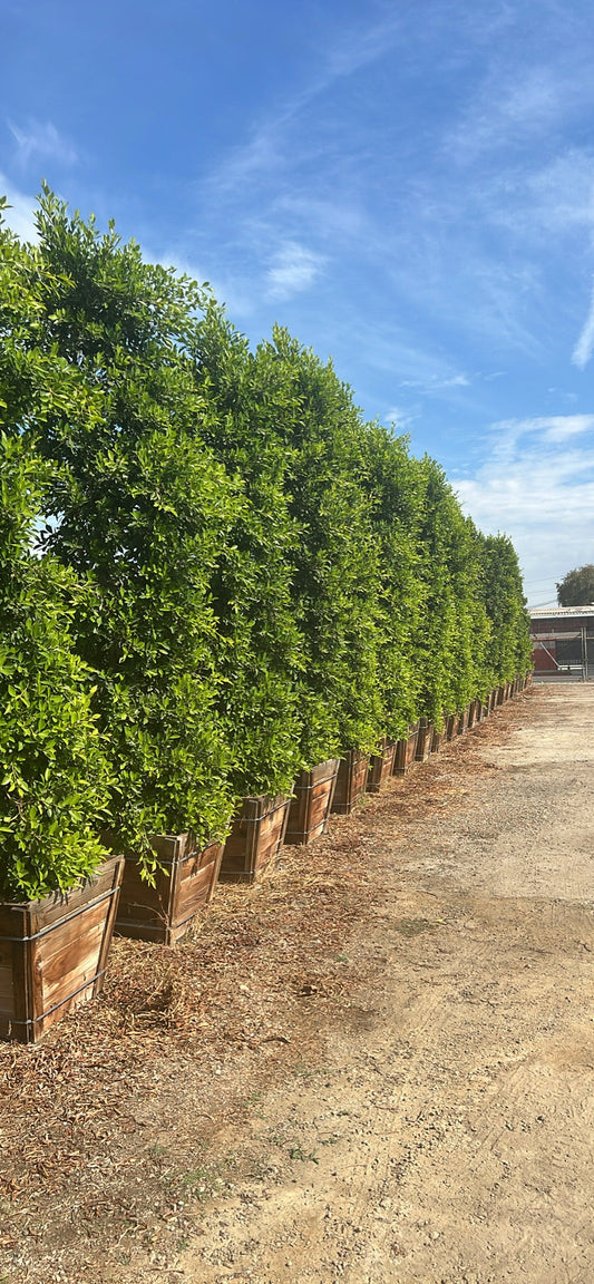 Indian Laurel Ficus Nitida Hedge – Privacy Hedge for Southern California Landscapes
