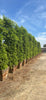 Indian Laurel Ficus Nitida Hedge – Privacy Hedge for Southern California Landscapes