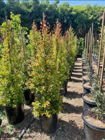 Australian Brush Cherry – Privacy Hedge for Southern California Landscapes