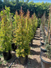 Australian Brush Cherry – Privacy Hedge for Southern California Landscapes