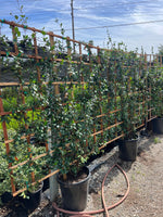 Star Jasmine – Privacy Screen Vine with Fragrant Blooms for Southern California Landscapes