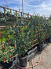 Star Jasmine – Privacy Screen Vine with Fragrant Blooms for Southern California Landscapes