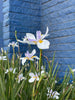 African Iris – White Star Blooms Accent Perennial In Sunny Borders for Southern California Landscapes