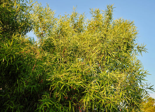 Aleppo Pine – Drought-Tolerant Mediterranean Conifer for Southern California Landscapes