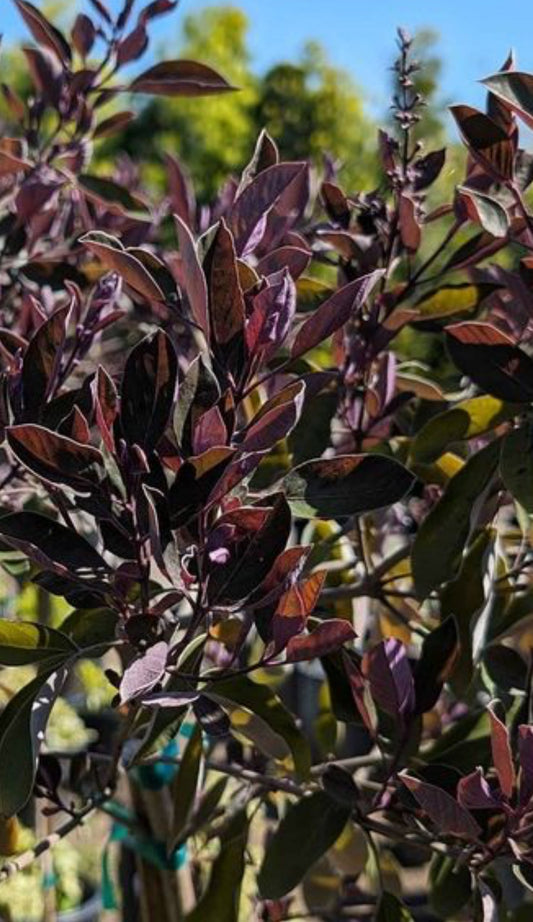 Arabian Lilac – Lavender-Flowering Small Tree for Southern California Landscapes