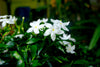 Asian Star Jasmine – Groundcover for Borders and Slopes for Southern California Landscapes