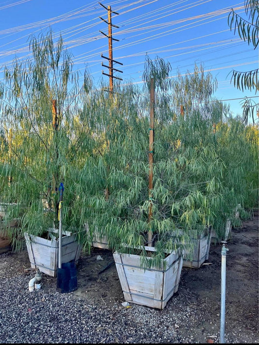 Australian Willow – Low-Branch Shade Tree with Drought-Tolerance for Southern California Landscapes
