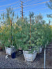 Australian Willow – Low-Branch Shade Tree with Drought-Tolerance for Southern California Landscapes