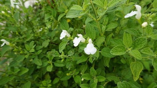 Autumn Sage Mirage White – White Blooms for Southern California Landscapes