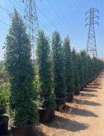 Australian Brush Cherry – Privacy Hedge for Southern California Landscapes