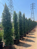 Australian Brush Cherry – Privacy Hedge for Southern California Landscapes