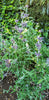 Bee Bliss Sage – Pollinator Border & Garden Bed Plant for Southern California Landscapes