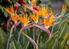 Bird of Paradise – Dramatic Focal Point Tropical Color for Southern California Landscapes