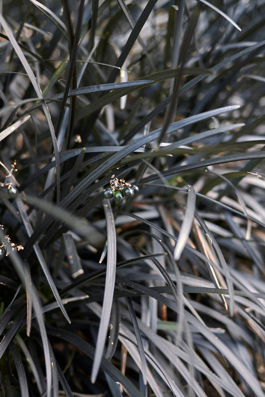 Black Mondo Grass – Dramatic Grass For Edge And Border For Southern California Landscapes