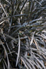 Black Mondo Grass – Dramatic Grass For Edge And Border For Southern California Landscapes