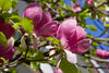 Black Tulip Magnolia – Compact Accent Tree with Showy Purple Blooms for Southern California Landscapes