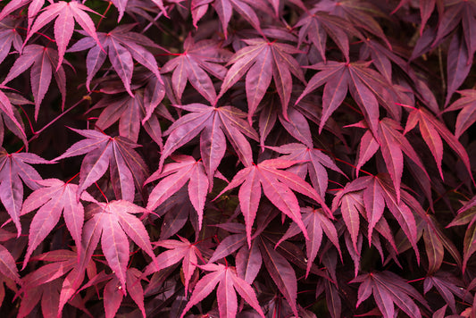 Bloodgood Japanese Maple – Shade Tree for Front Beds and Entryways in Southern California Landscapes