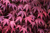 Bloodgood Japanese Maple – Shade Tree for Front Beds and Entryways in Southern California Landscapes