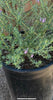 Blue Gem Coast Rosemary – Coastal Hedge Plant for Southern California Landscapes
