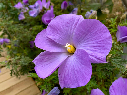 Blue Hibiscus – Bold Focal Point Plant in Full Sun for Southern California Landscapes