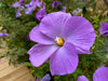 Blue Hibiscus – Bold Focal Point Plant in Full Sun for Southern California Landscapes