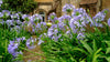 Blue Lily Agapanthus – Garden Accent and Border Plant for Southern California Landscapes