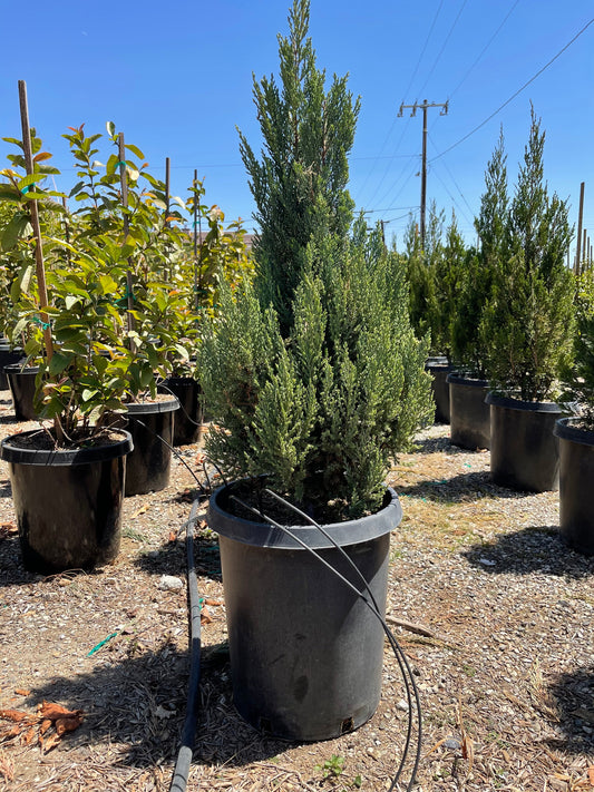 Blue Point Juniper – Drought-Tolerant Privacy Screen For Southern California Landscapes